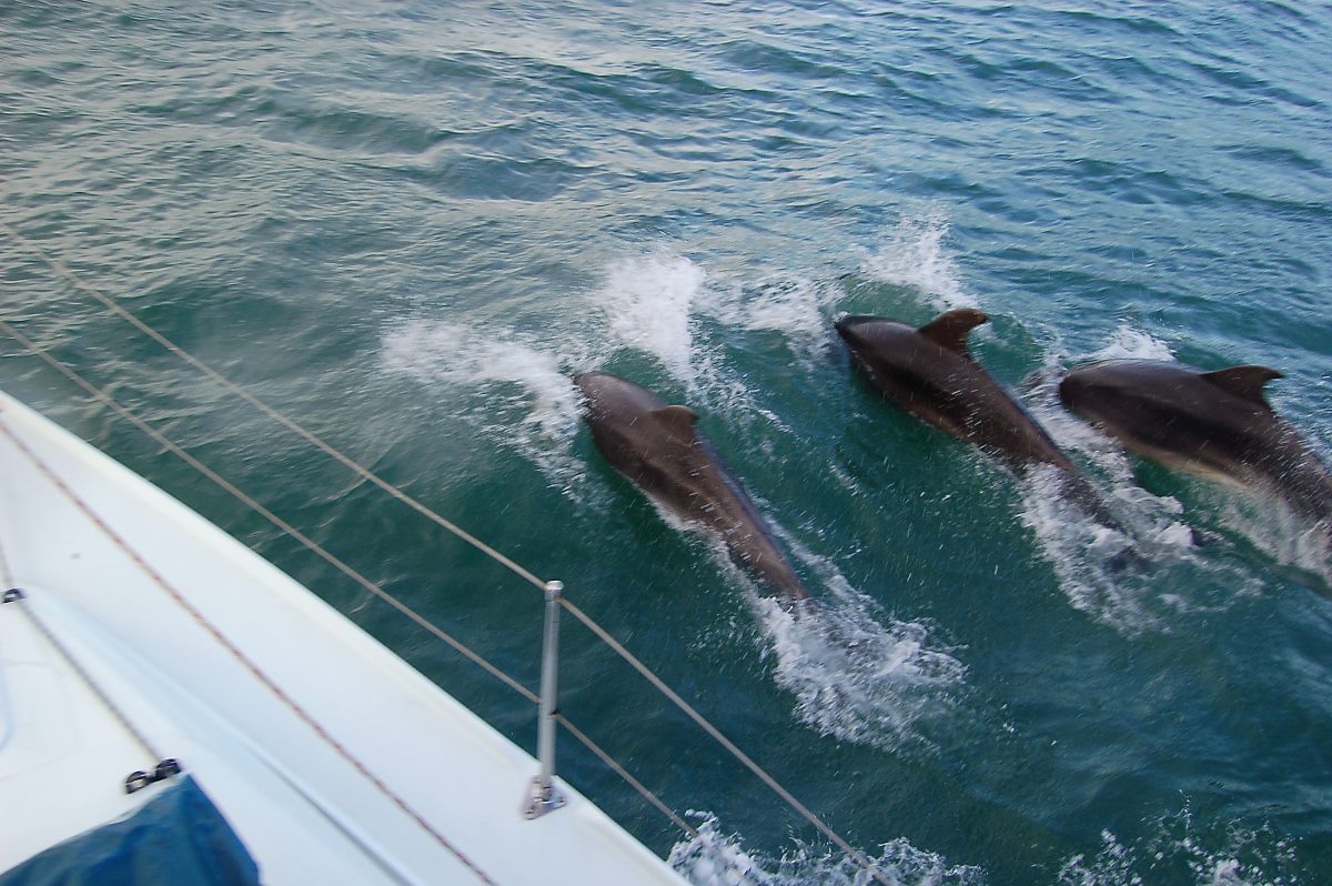 dolphins alongside us